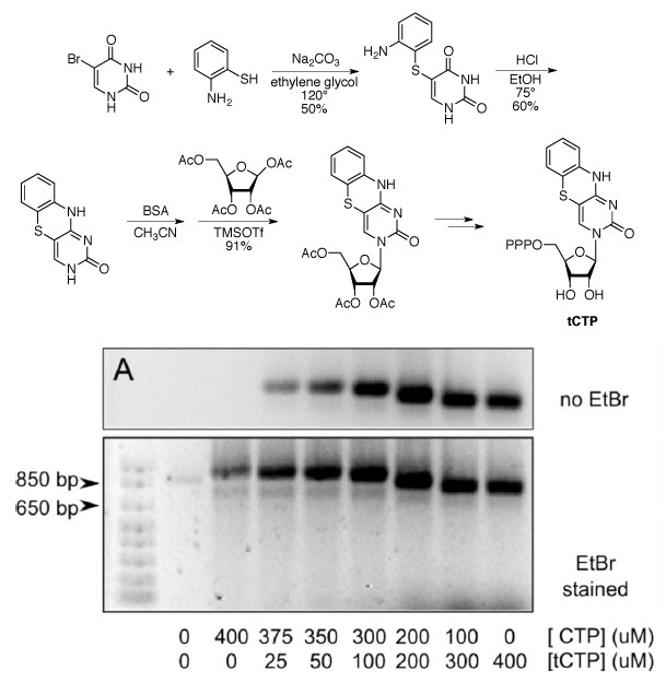 tCTP synthesis and gel